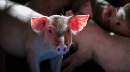 Redução no imposto promete aquecer mercado de suínos no Paraná