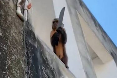 VÍDEO: Macaco ladrão armado com uma faca causa terror em cidade do Brasil
