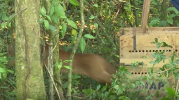VÍDEO: Onça-parda capturada em Arapongas é solta na natureza