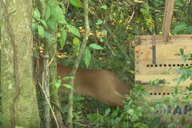 VÍDEO: Onça-parda capturada em Arapongas é solta na natureza