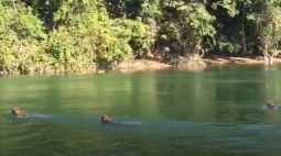 VÍDEO: Pescadores flagram onças-pintadas nadando no Rio Paraná
