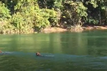 VÍDEO: Pescadores flagram onças-pintadas nadando no Rio Paraná