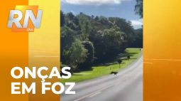 Onças-pardas são flagradas atravessando rodovia das Cataratas