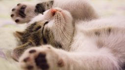 Gatos lideram crescimento de animais de estimação no Brasil