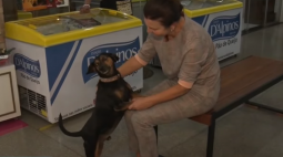 Prazer, Thor: Cachorro de rua é adotado por comerciantes e vira atração