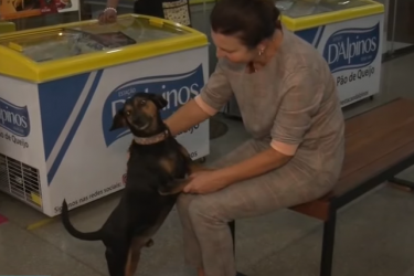 Prazer, Thor: Cachorro de rua é adotado por comerciantes e vira atração