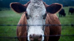 Idosa de 79 anos morre após ser atacada pela própria vaca