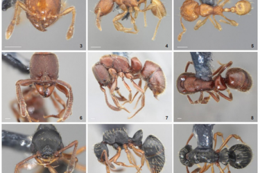 Estudo em parque de Palotina identifica 10 espécies de formigas pela 1ª vez no PR