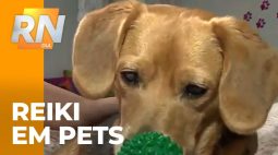 Uso do reiki em pets ansiosos: terapia que acalma e até ajuda no tratamento de doenças