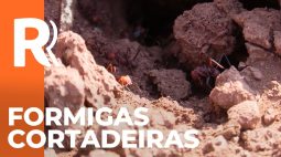 Formigas Cortadeiras: entenda como combater essa praga
