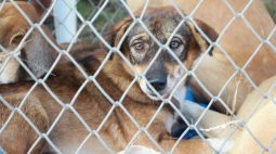 Abrigo de animais da Prefeitura de Guaraci é investigado por maus-tratos