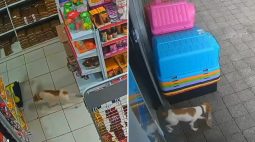 Cachorro ‘ladrão’ é flagrado roubando petiscos em pet shop no noroeste do PR; veja o vídeo
