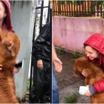 Cãozinho de circo roubado reencontra familiares; assista ao vídeo emocionante