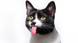 OGato Design lança concurso cultural “Meu gato é uma figura”