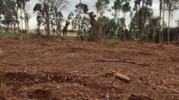Polícia Ambiental multa proprietário em R$ 21 mil por desmatamento ilegal no interior do PR