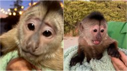 Macaco passa ‘trote’ para a polícia e agentes invadem zoológico