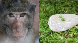 Macacos usam pedra de ‘santuário sagrado’ para se masturbar, diz especialista