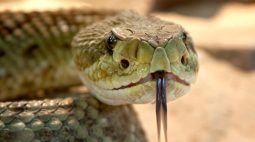 Criança de dois anos é atacada por cobra e mata animal com mordida