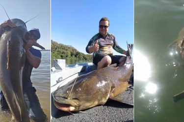 História de pescador? Dupla pesca peixe de mais de 1,6 metro em rio do Paraná; assista