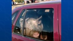 Caminhão com porcos vivos tomba na BR-163 e um dos animais é levado até Santa Maria do Oeste de carro