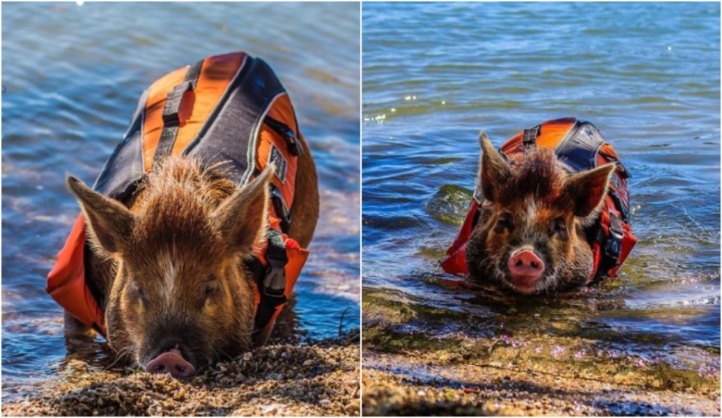 Porquinho é visto usando colete salva-vidas em praia e viraliza; veja fotos