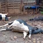Descarga elétrica mata vacas prenhas e peixes em propriedade rural; veja fotos