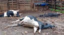 Descarga elétrica mata vacas prenhas e peixes em propriedade rural; veja fotos