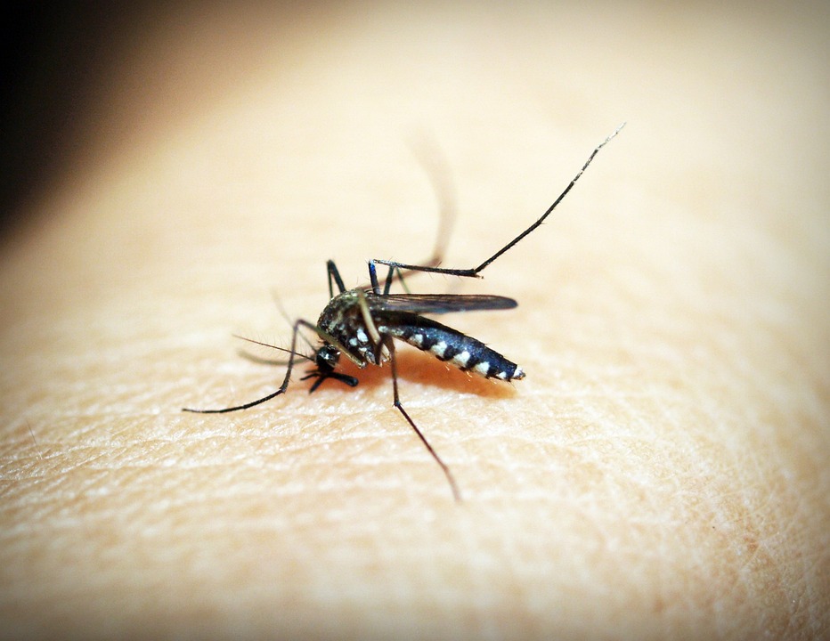 Verão bom é verão sem dengue: saiba como se proteger - RIC Mais