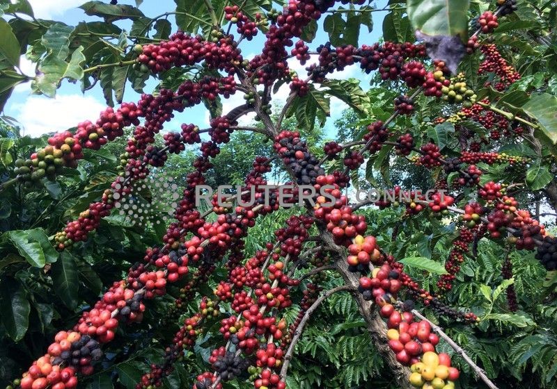 Colheita de café do Brasil vai a 89% favorecida por tempo mais seco, diz Safras