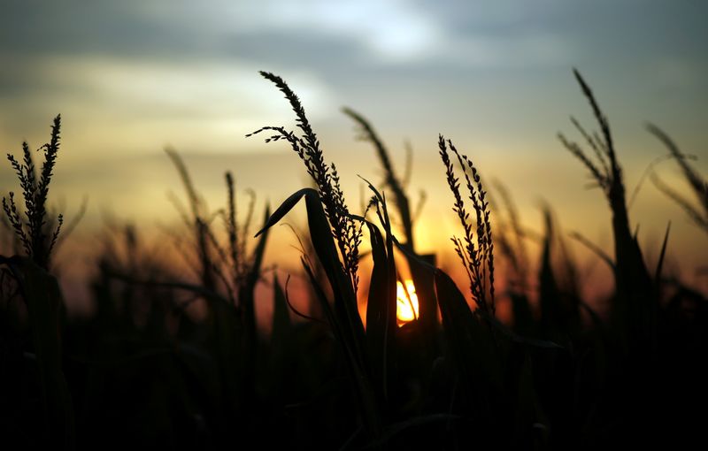 Avaliações sobre milho dos EUA caem para 62% entre bom e excelente, diz USDA
