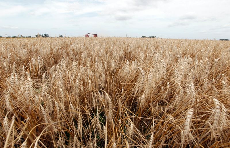 Rússia pode plantar menos trigo de inverno em 2022 do que o esperado