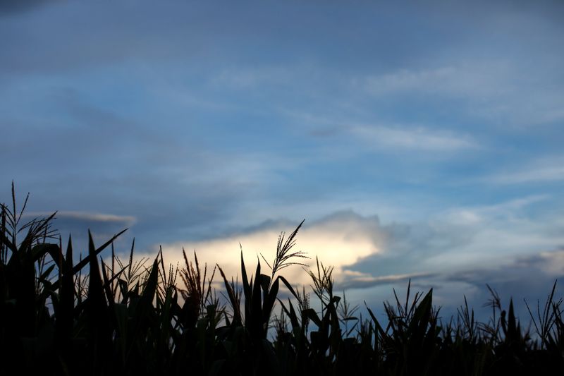 México rechaza nueva variedad de maíz transgénico, dice asociación agrícola