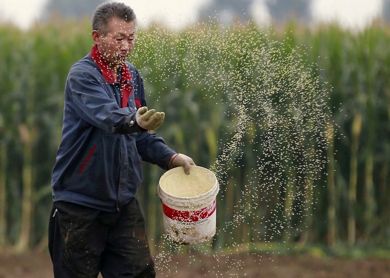 Milho chinês fica mais barato e recupera participação perdida para trigo em rações