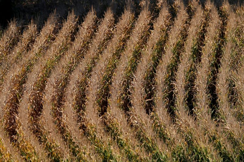 Strategie Grains eleva previsão de safra de milho da UE e reduz importações