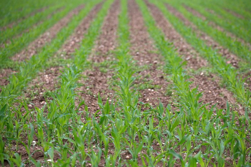 Agricultores franceses esperam produtividade recorde de milho