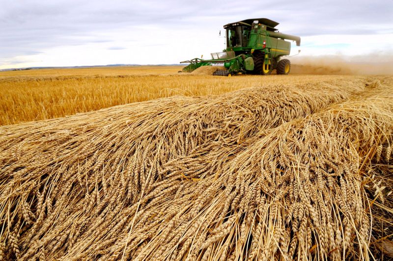 Preços dos grãos se recuperam em Chicago com menor receio à variante Ômicron