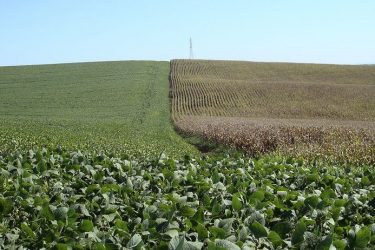 Paraná faz corte de mais de 5 mi t na safra de soja; reduz previsão para milho