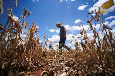 Colheita de milho verão no Rio Grande do Sul chega a 27%, segundo Emater
