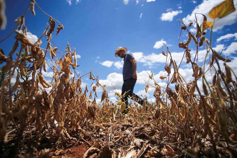 Colheita de milho verão no Rio Grande do Sul chega a 27%, segundo Emater