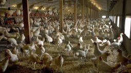 Gripe aviária é descoberta em fazenda; 216 mil aves devem ser abatidas