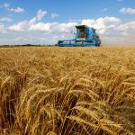 Geada afeta produção agrícola no Paraná e estados vizinhos