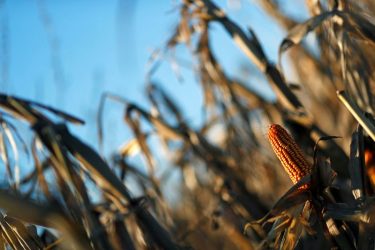 Outono: milho, feijão e café devem ser afetados pelas geadas e estiagem