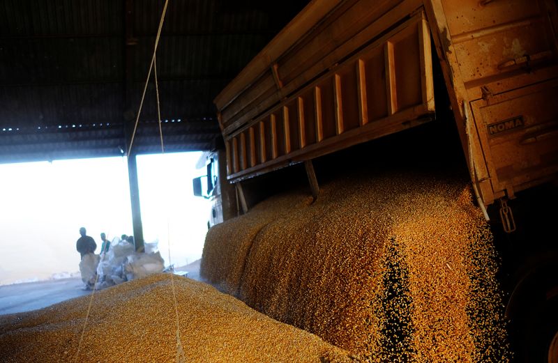 IHS Markit reduz previsão para safra de milho 2020/21 do Brasil a 88 mi t