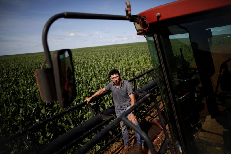 Previsões mudam e modelos passam a apontar risco de geada para parte do milho do Brasil