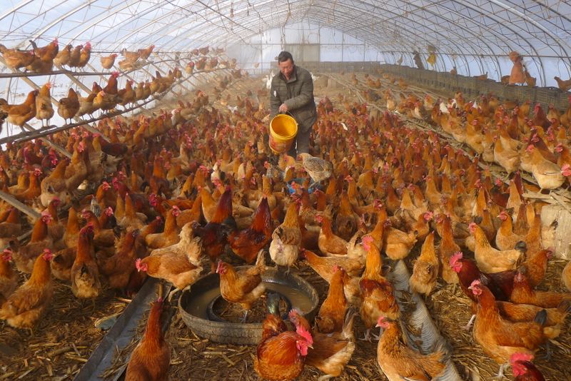 Aumento de casos de gripe aviária em humanos na China mostra risco de variantes