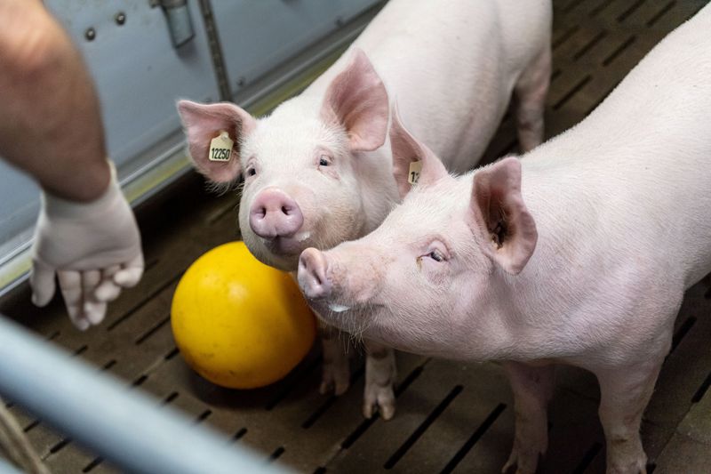 Deutsche Forscher werden Schweine für menschliche Herztransplantationen züchten